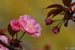 花美