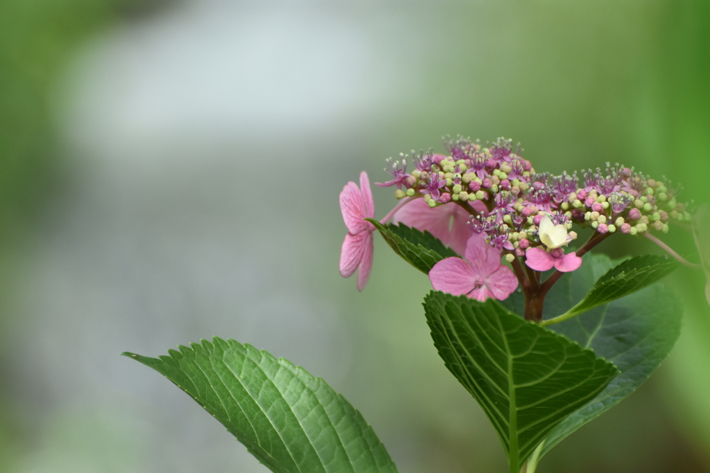 紫陽花