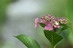 紫陽花