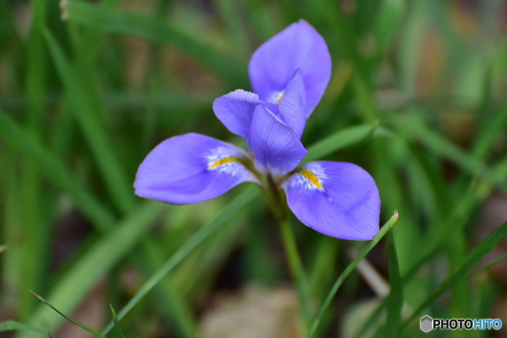 寒咲き菖蒲