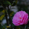 美