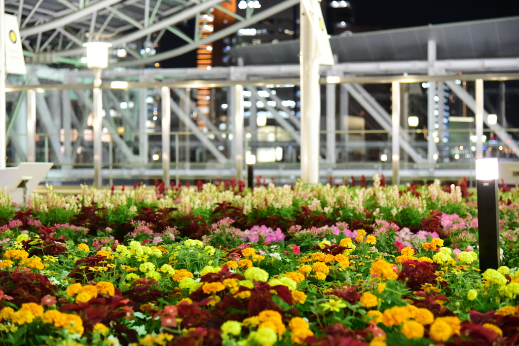 時空の花