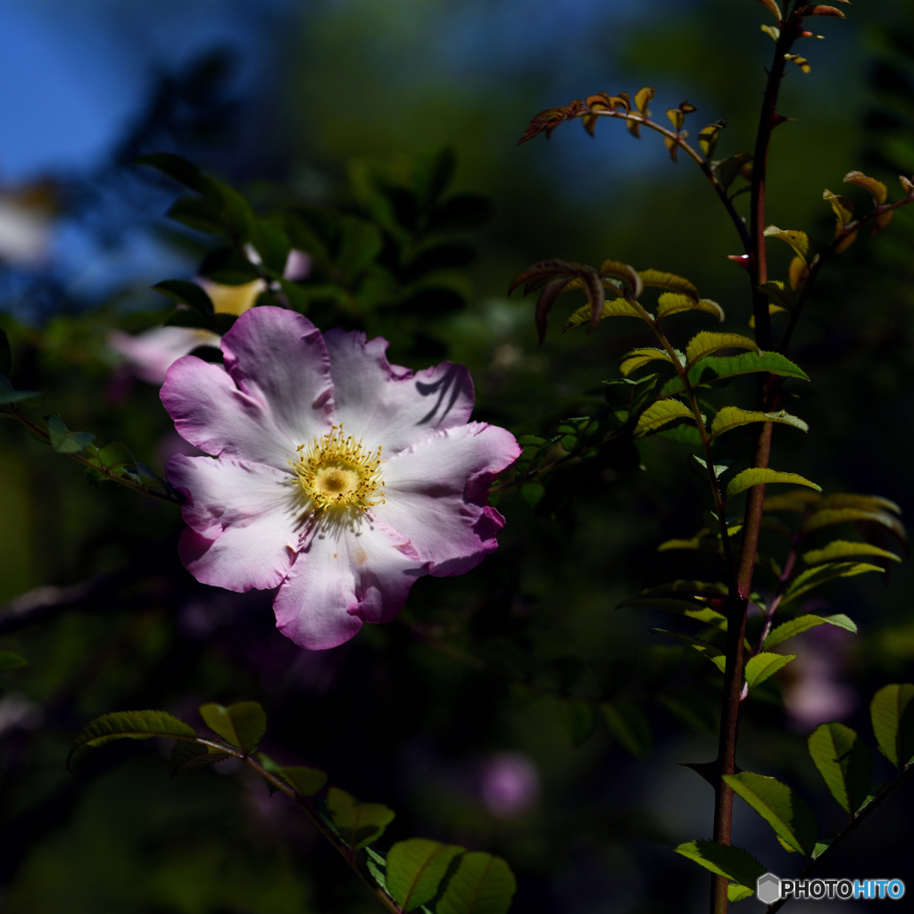 山椒薔薇
