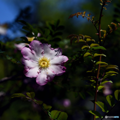 山椒薔薇