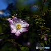 山椒薔薇