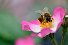ミツバチと薔薇