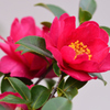 山茶花