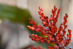花？