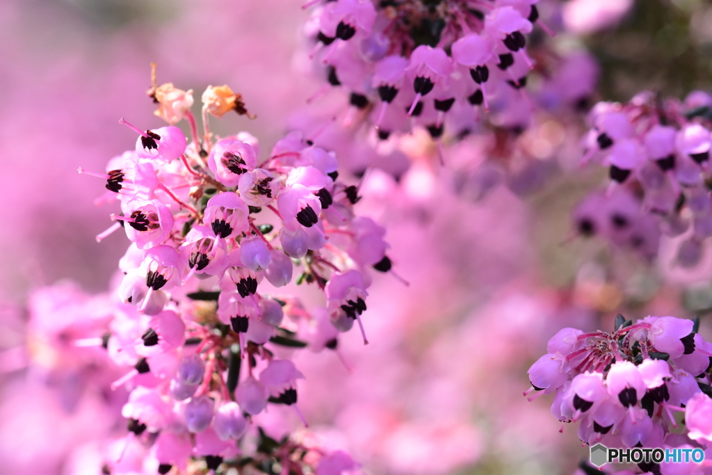 エリカの花の咲く頃