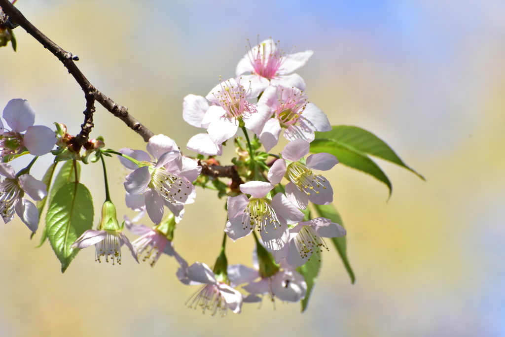ヒマラヤ桜