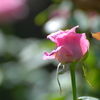残り薔薇２