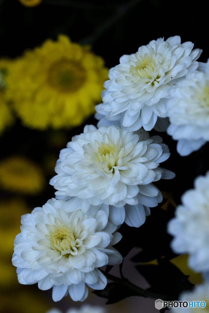 小菊