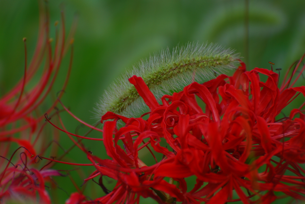 曼珠沙華と狗尾草