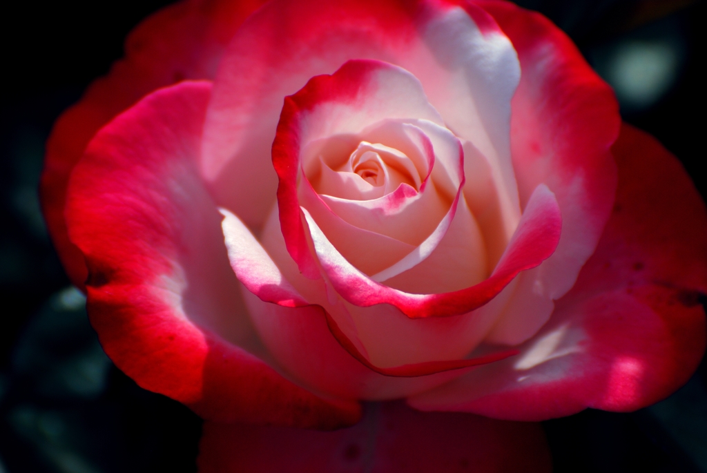 荒牧バラ公園Ⅱ-16