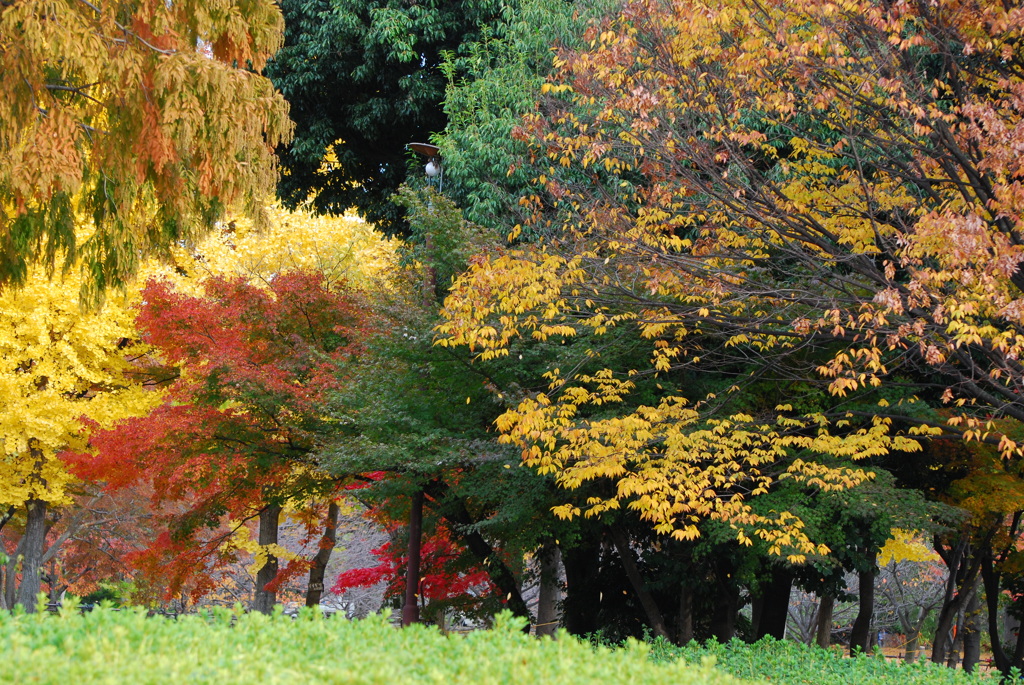 よく行く公園　散る