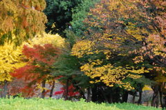 よく行く公園　散る