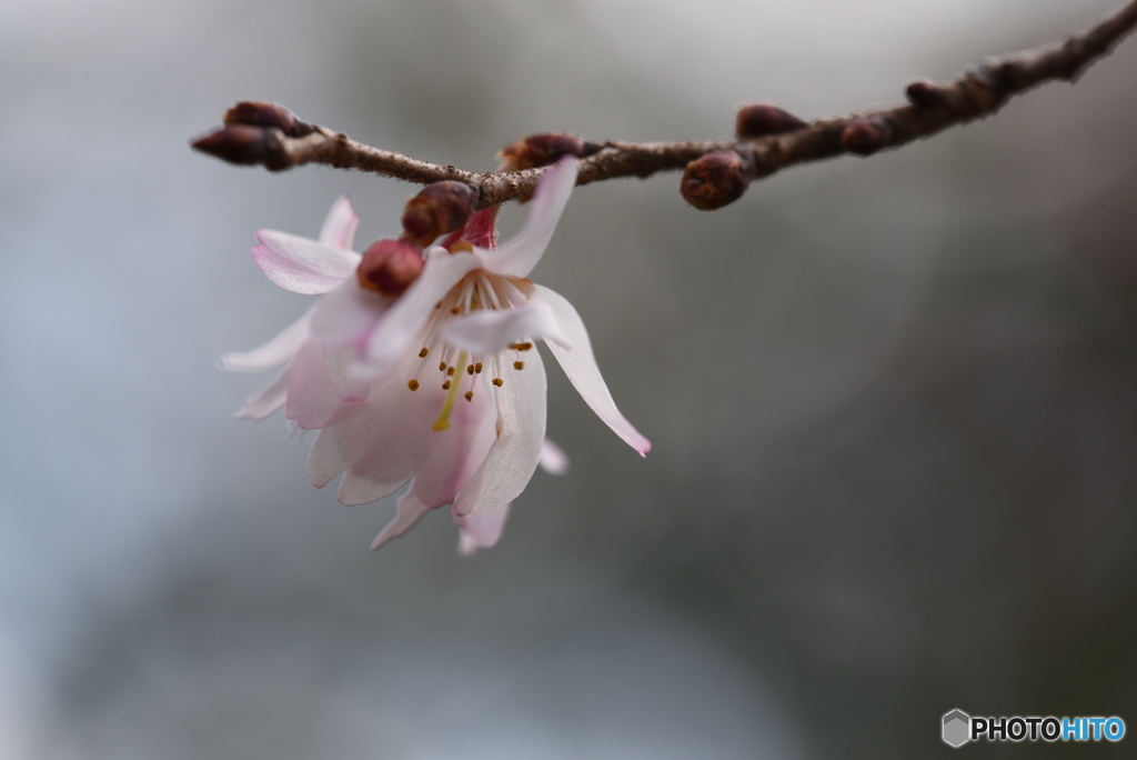 十月桜