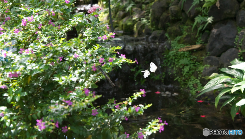 蝶が舞う風景