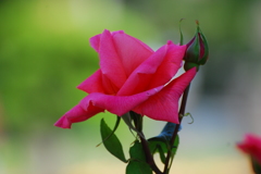 荒牧バラ公園-9