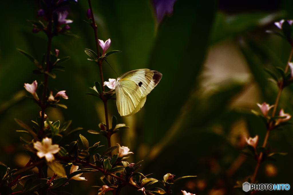 花に紋白蝶