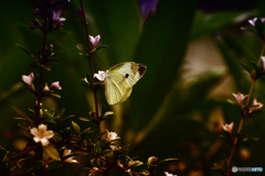 花に紋白蝶