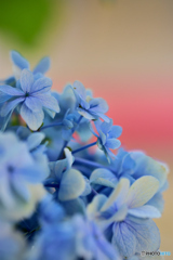 紫陽花