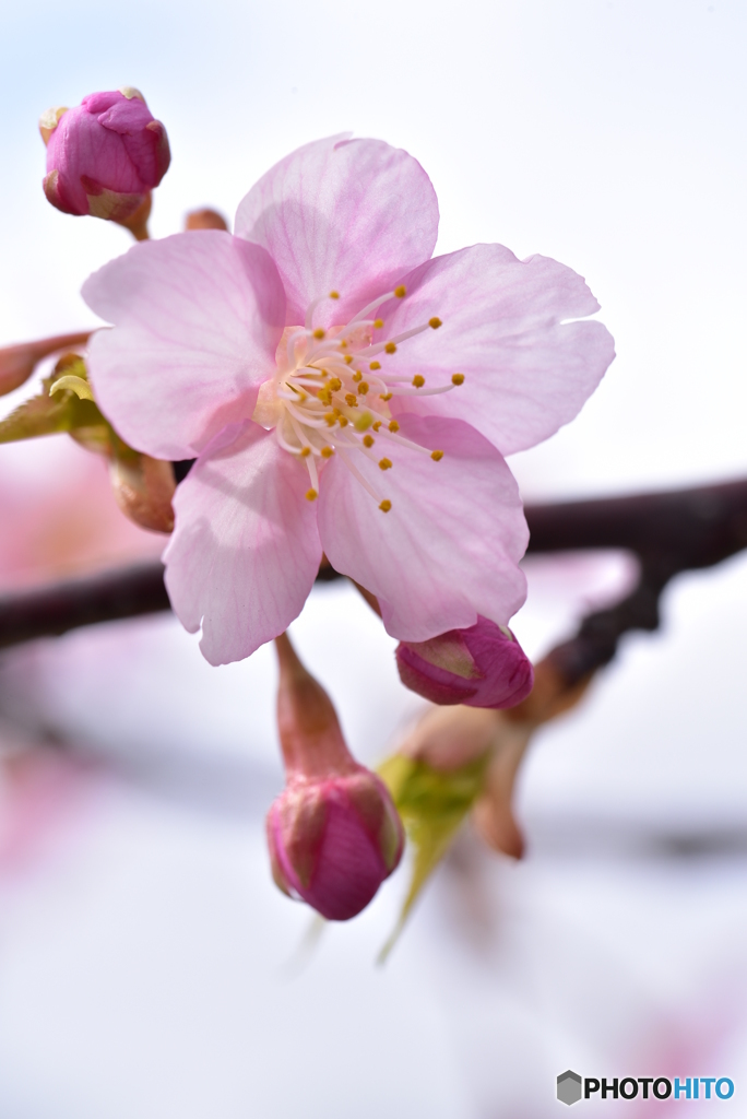 桜色