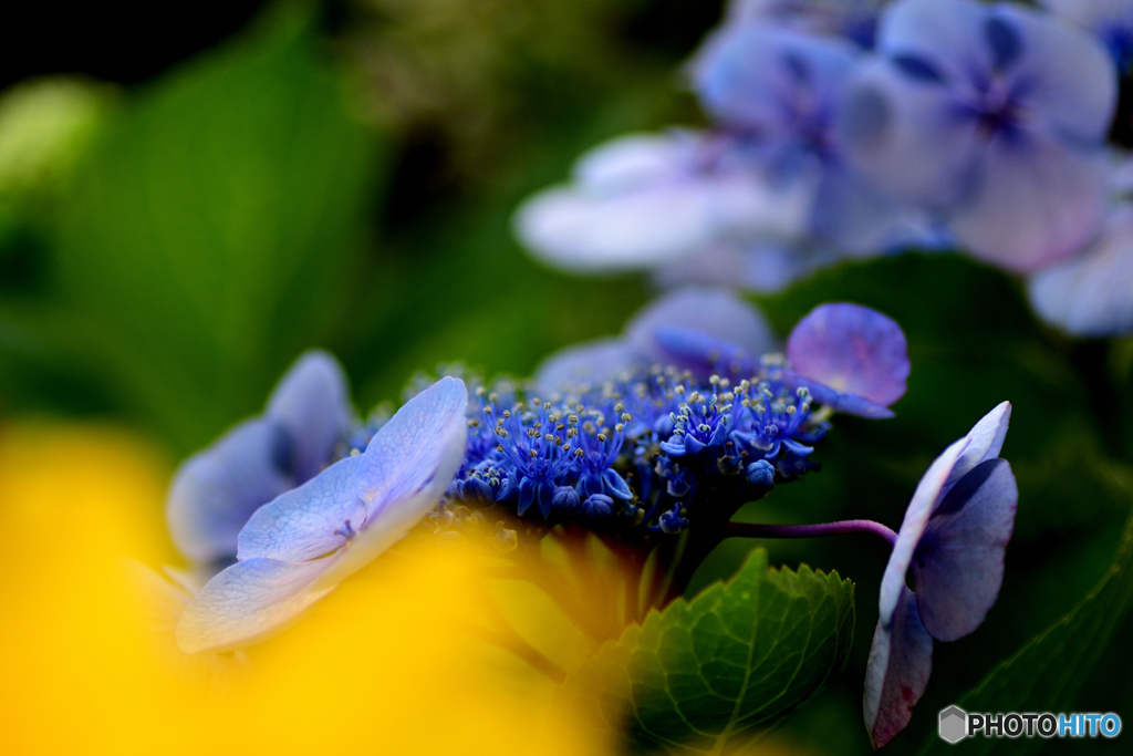 額紫陽花