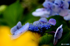 額紫陽花