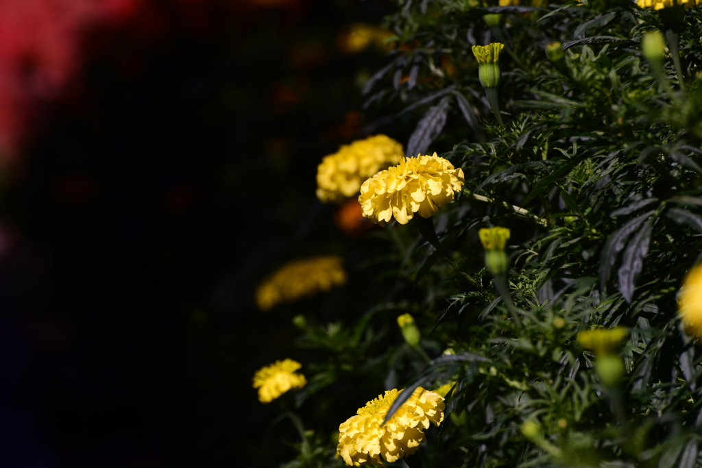 Yellow Marigold