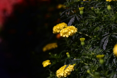 Yellow Marigold