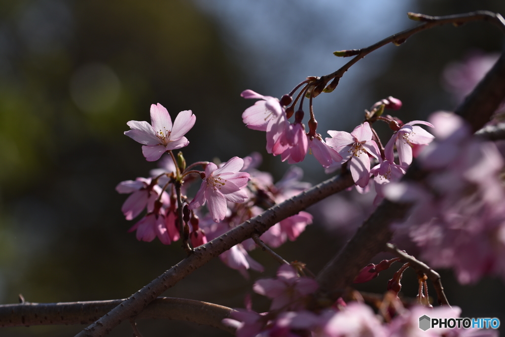 桜色