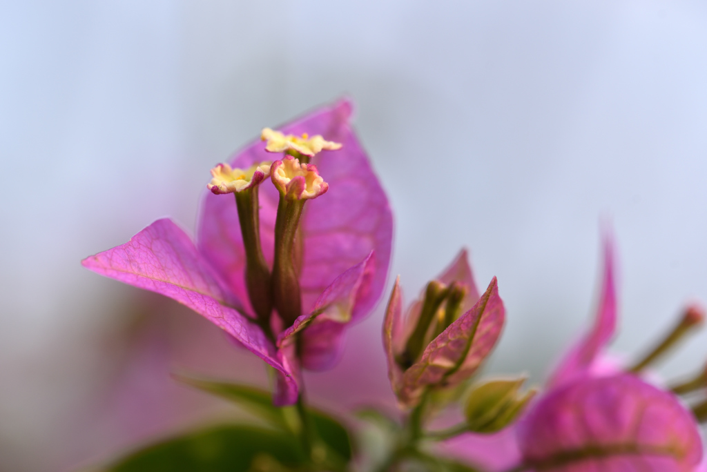 Bougainvillea