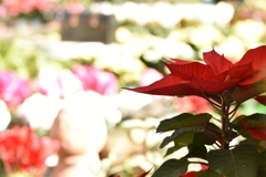 poinsettia