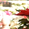 poinsettia