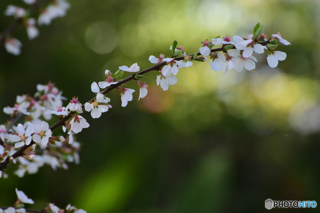 花　ユスラウメ　梅桃