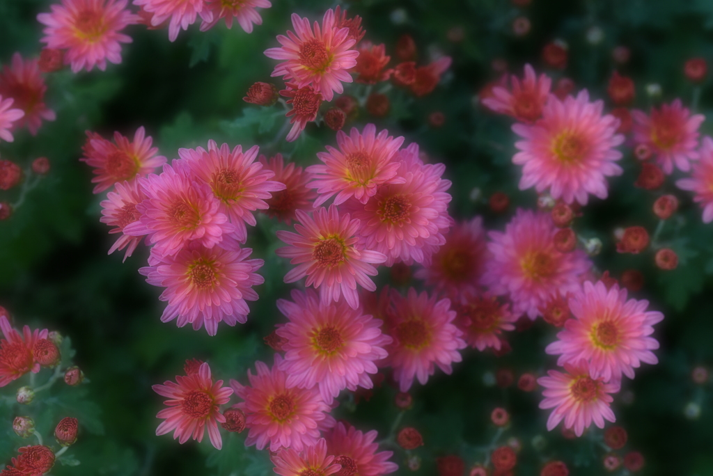 菊模様