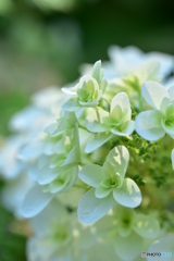 柏葉紫陽花
