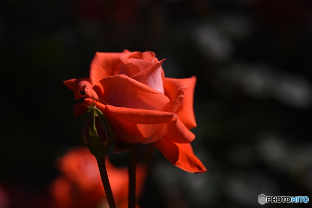 春薔薇