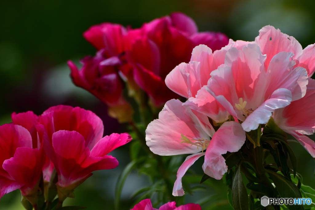 ゴデチアの花言葉　変わらぬ愛