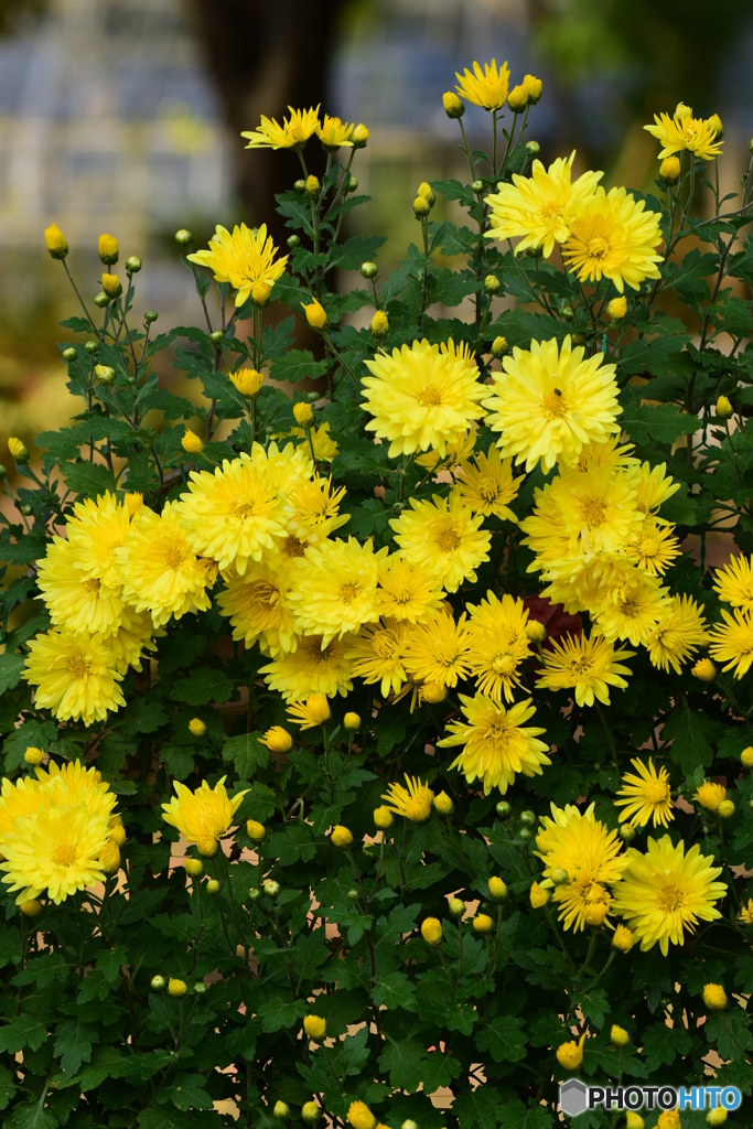 菊