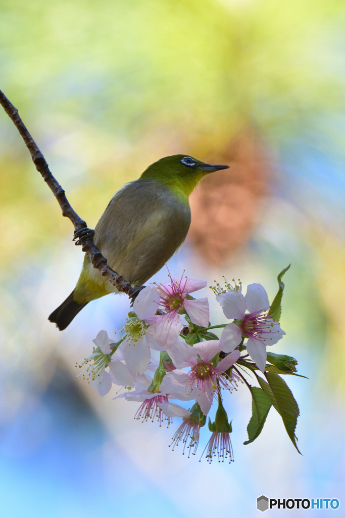 桜とメジロ