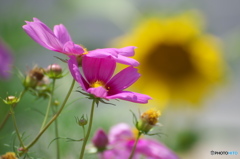 この季節に(秋桜) 