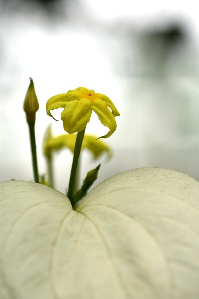 花言葉は「神話」