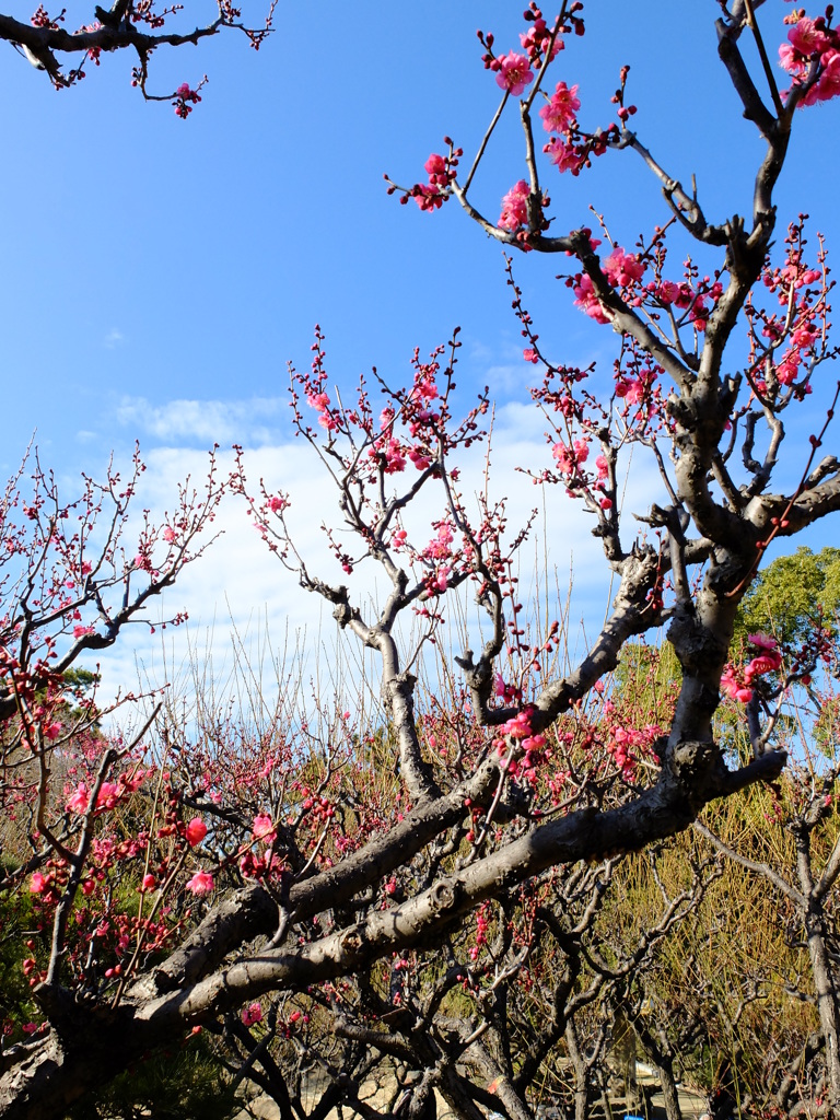 梅と春の空
