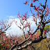 梅と春の空