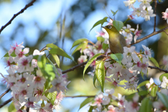 気分は春(ヒマラヤ桜とメジロ)