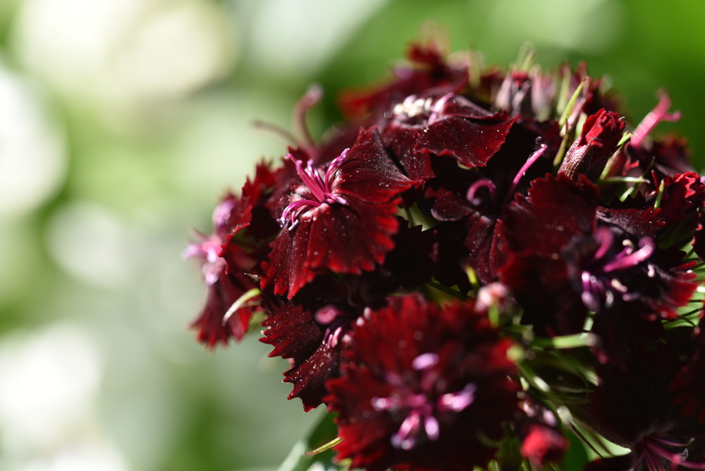 Dianthus hybrids２