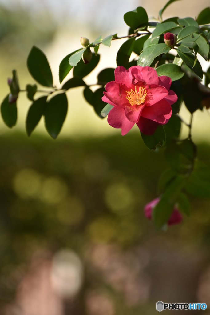 山茶花