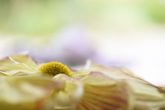 菊